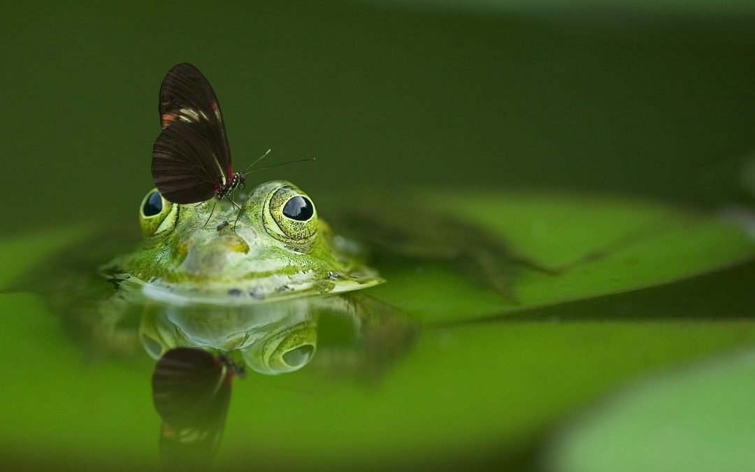 La Fable du Jour:  La grenouille dans la marmite d’eau