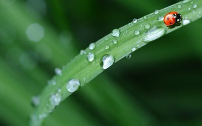 Apprendre à danser sous la pluie ou comment (se) ménager* dans un monde incertain